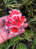 Rare Red & White Pelargonium Zonal Geranium 6-Inch Starter Cutting, Pelargonium x hortorum, Live Plant