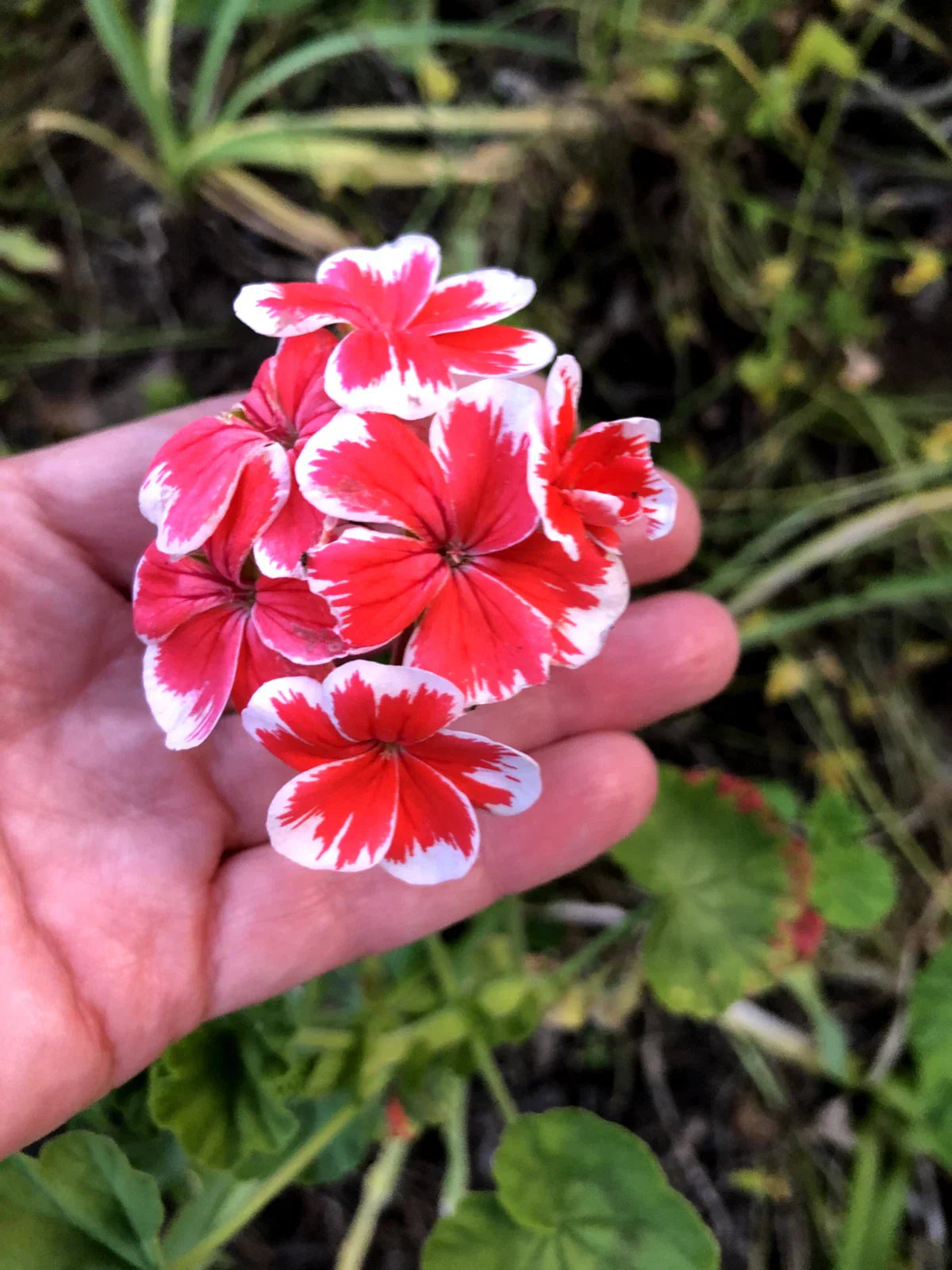Rare Red & White Pelargonium Zonal Geranium 6-Inch Starter Cutting, Pelargonium x hortorum, Live Plant