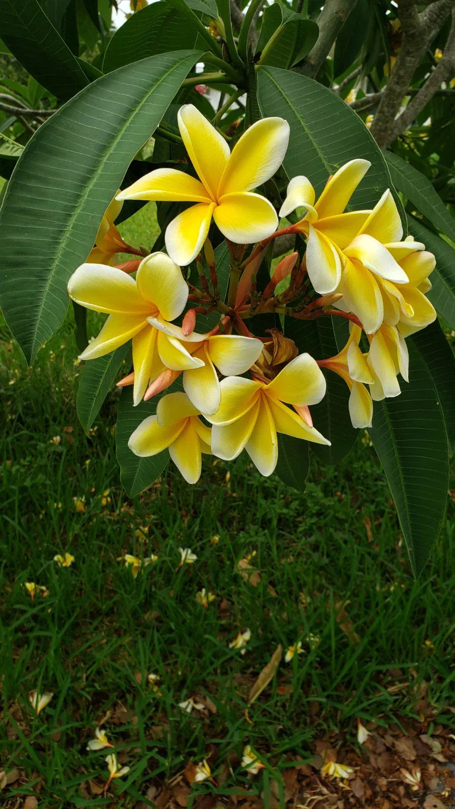 Plumeria Cutting 10-12 Inch White Yellow Flowers Unrooted Tropical Garden Plant Plumeria spp.