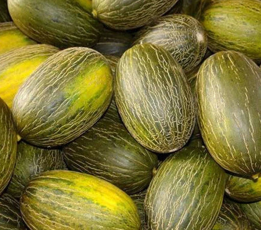 Piel De Sapo Melon Seeds – Non-GMO "Santa Claus" Variety, Cucumis melo, Rare Green Skin Melon Seeds, Juicy Fruit for Garden