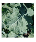 Kale Seeds - 1000 Count - Compact Heirloom Brassica oleracea - Cold Hardy Vegetable Seeds for Gardens