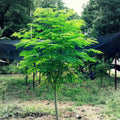 Moringa Seeds for Planting – 50+ Non-GMO Moringa oleifera Tree Seeds for Fast Growth