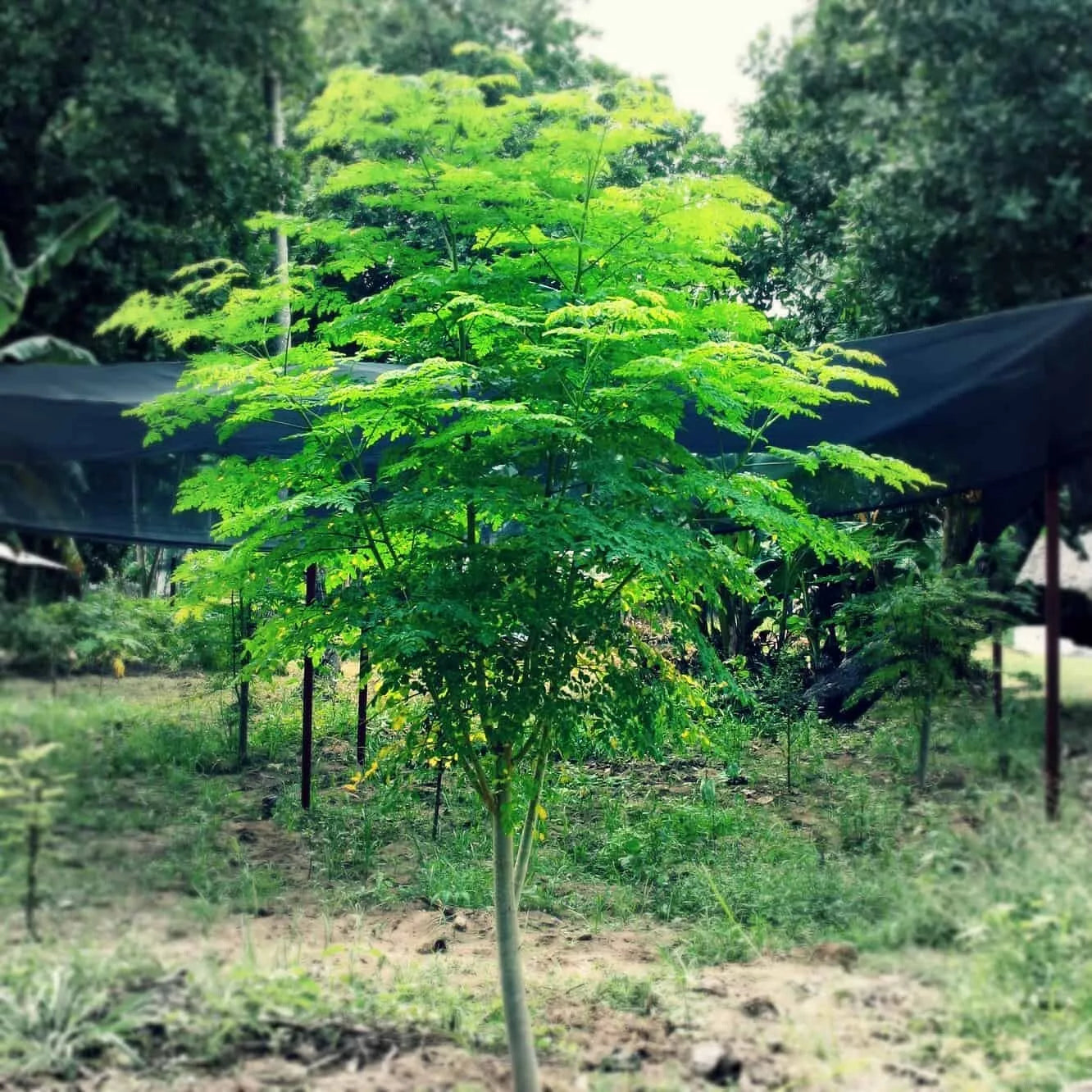 Moringa Seeds for Planting – 50+ Non-GMO Moringa oleifera Tree Seeds for Fast Growth
