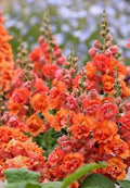 Bright Orange Hollyhock Seeds - Perennial Flower Seeds - Alcea rosea - 25 Pack for Garden Borders & Pollinator Attraction