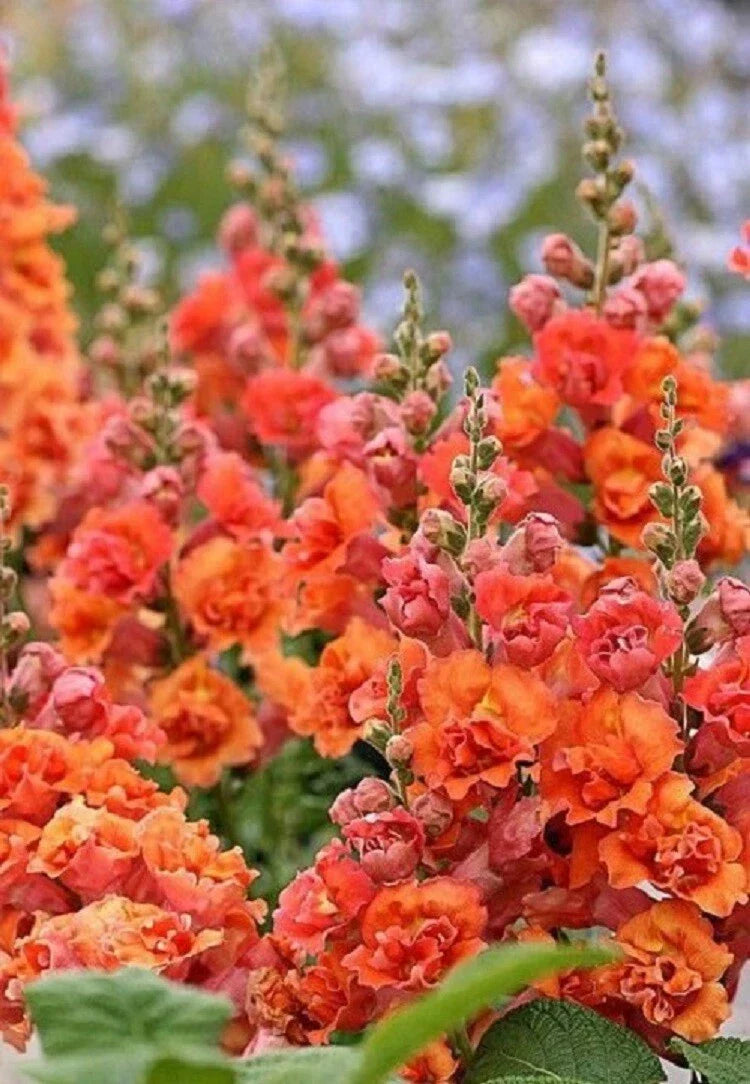 Bright Orange Hollyhock Seeds - Perennial Flower Seeds - Alcea rosea - 25 Pack for Garden Borders & Pollinator Attraction