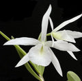Bl. Joanne Singer Orchid Plant - Bare Root Brassolaeliocattleya Joanne Singer - Beautiful Flowering Orchid for Indoor & Outdoor