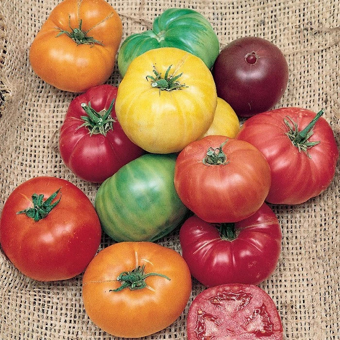 Rainbow Beefsteak Tomato Seeds - Heirloom Organic Non-GMO Seeds for Home Gardening, 30+ Colorful Tomato Seeds
