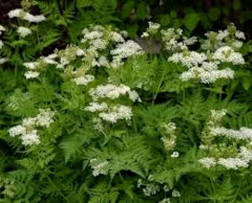 Organic Anise Seeds 100 Pack Pimpinella anisum Herb for Culinary & Gardening