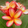 Orange Pink Plumeria Seeds - 5 Pack Hawaiian Perennial Flower Seeds for Garden, Landscape & Lei Craft (Plumeria rubra)