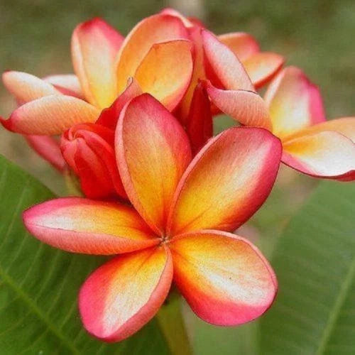 Orange Pink Plumeria Seeds - 5 Pack Hawaiian Perennial Flower Seeds for Garden, Landscape & Lei Craft (Plumeria rubra)