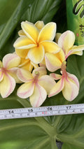 Plumeria Plants 2 Pack – Hawaiian Temple Tree Frangipani in White, Yellow, Pink – Tropical Garden Indoor Outdoor