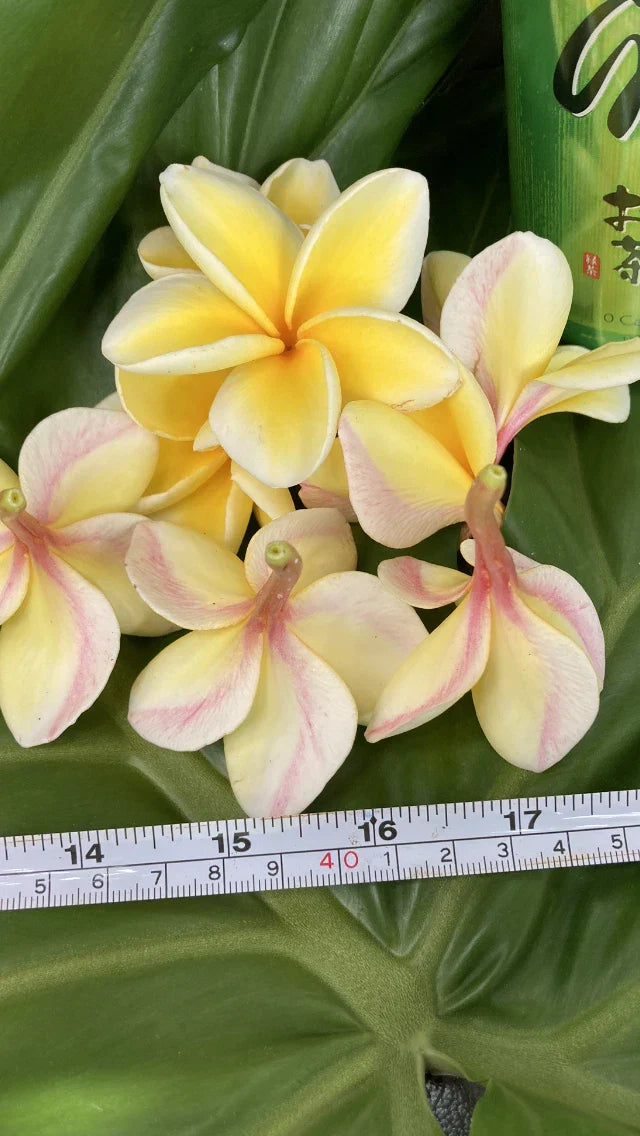 Plumeria Plants 2 Pack – Hawaiian Temple Tree Frangipani in White, Yellow, Pink – Tropical Garden Indoor Outdoor