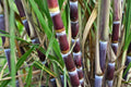 Sugarcane Cuttings - Pack of 3 with Multiple Nodes - Saccharum officinarum - Sweet Varietal for Gardening & Landscaping