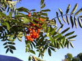 Amur Rowan Seeds - Sorbus Aucuparia - 20 Seeds - Mountain Ash Tree for Garden & Landscape