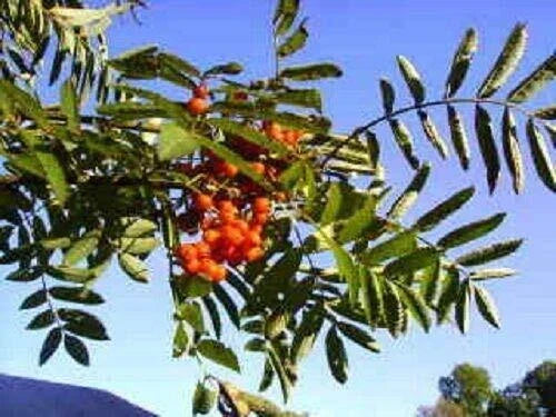Amur Rowan Seeds - Sorbus Aucuparia - 20 Seeds - Mountain Ash Tree for Garden & Landscape