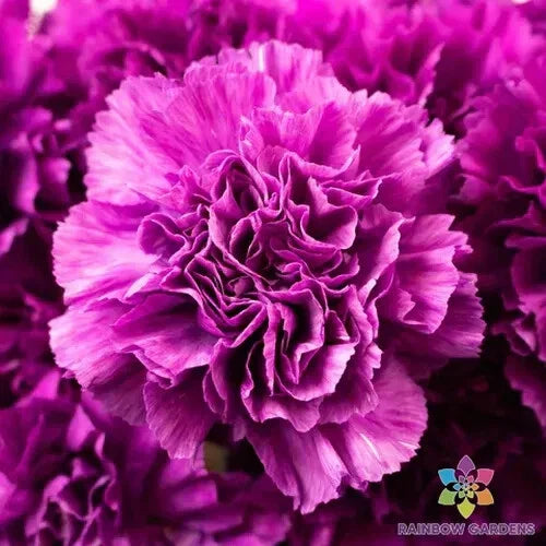 Purple Grenadin Carnation Seeds - 200+ Pack, Dianthus caryophyllus, Fragrant Purple Blooms, Garden & Container Planting, USA Grown