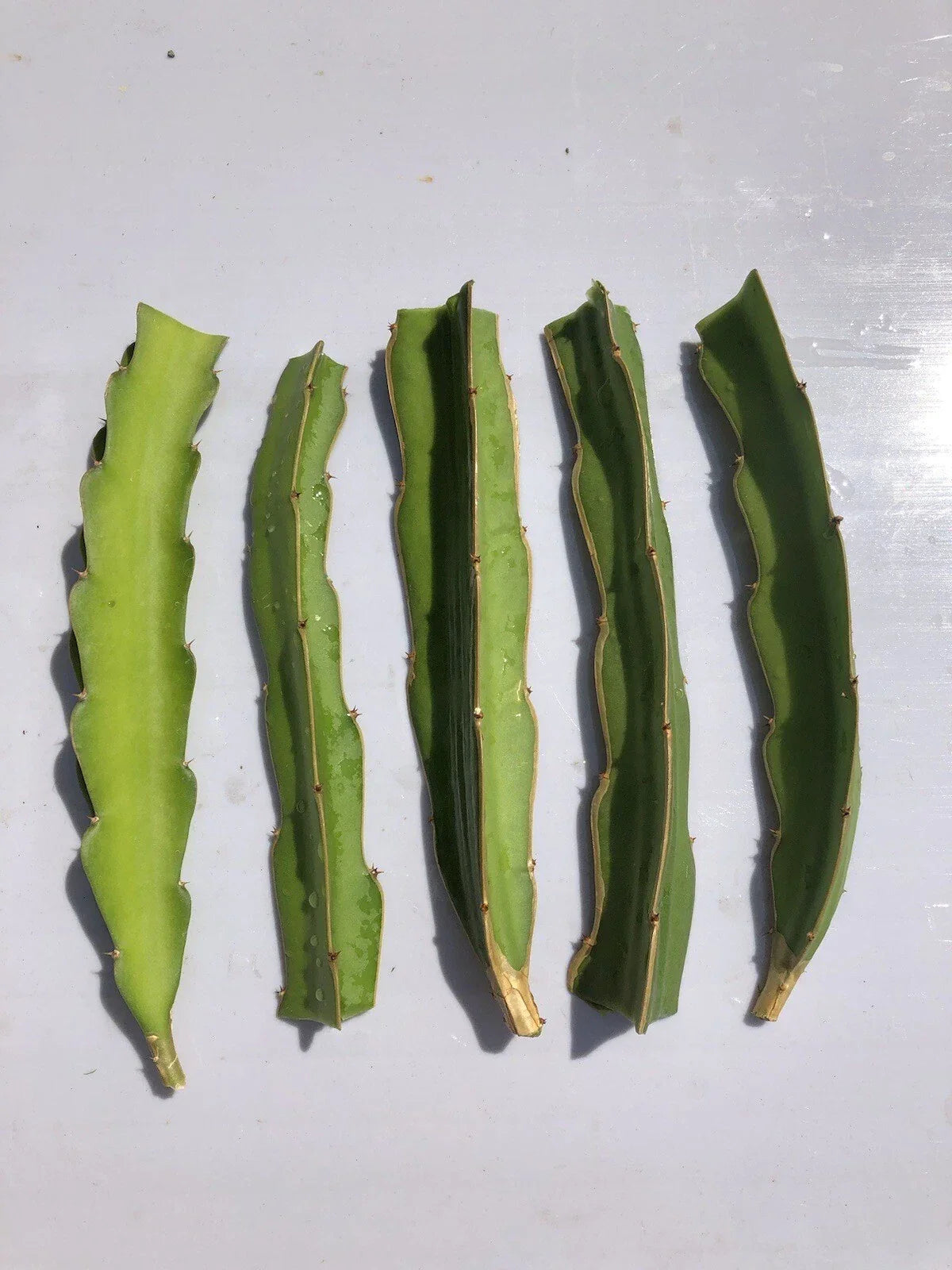 5pcs White Dragon Fruit Cuttings 6” Pitaya Cactus Ready to Plant No Root