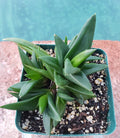 Alworthia Pentagona 'Black Gem' Succulent 4-Inch Potted Indoor Houseplant Low Maintenance Foliage
