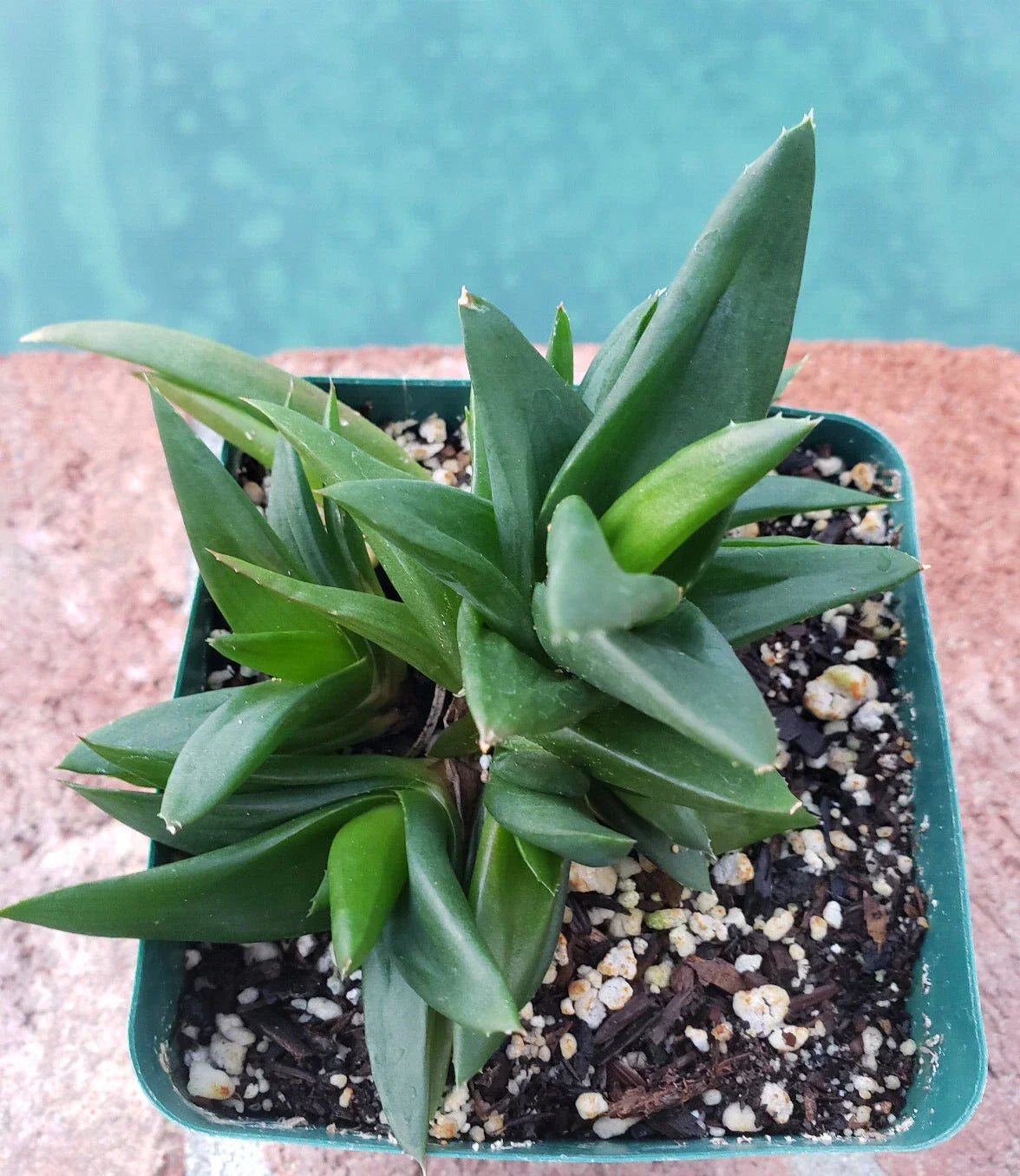Alworthia Pentagona 'Black Gem' Succulent 4-Inch Potted Indoor Houseplant Low Maintenance Foliage