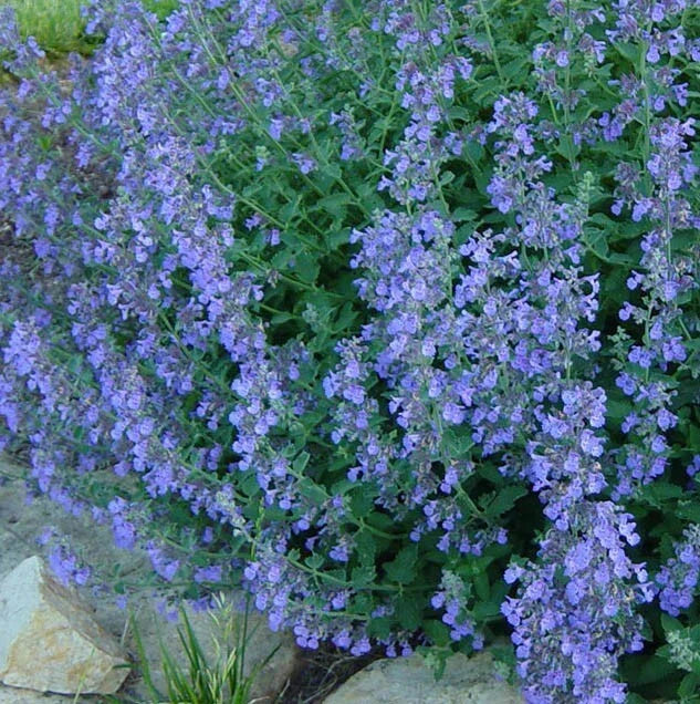 Catmint Seeds - 200 Heirloom Lavender Blue Perennial - Non-GMO Nepeta racemosa for Pollinator Attraction & Insect Repellent
