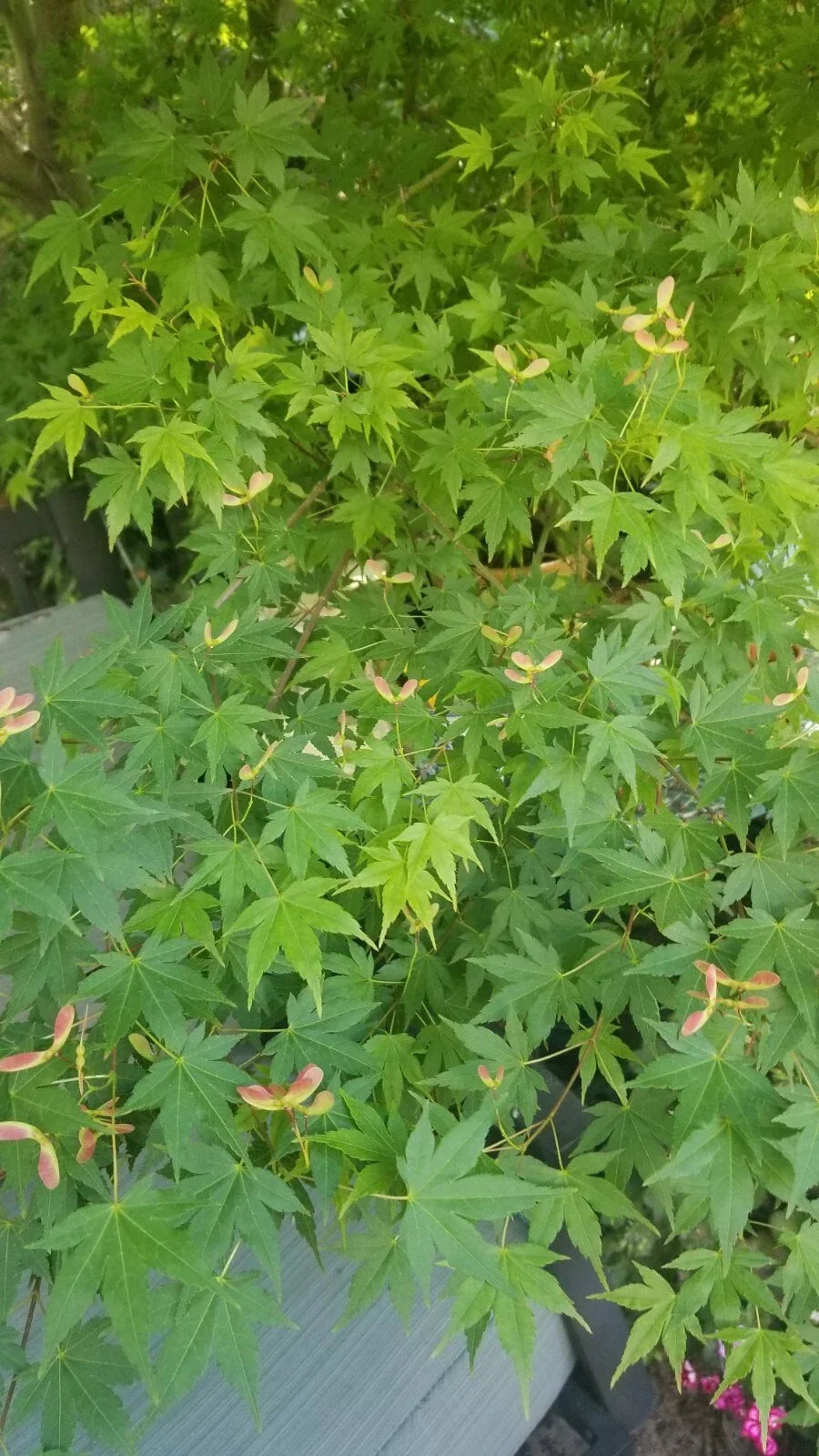 Japanese Green Maple Tree Cuttings - Acer palmatum - Easy to Grow, Landscaping, Gardening