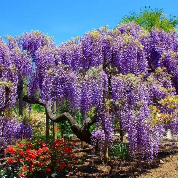 Blue Moon Wisteria Tree Starter Plant - Wisteria macrostachys, Well Rooted, 4-inch Pot