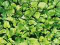Culinary Spearmint Seeds - Mentha spicata Herb Garden Pack with 200+ Organic Seeds for Culinary & Tea Use