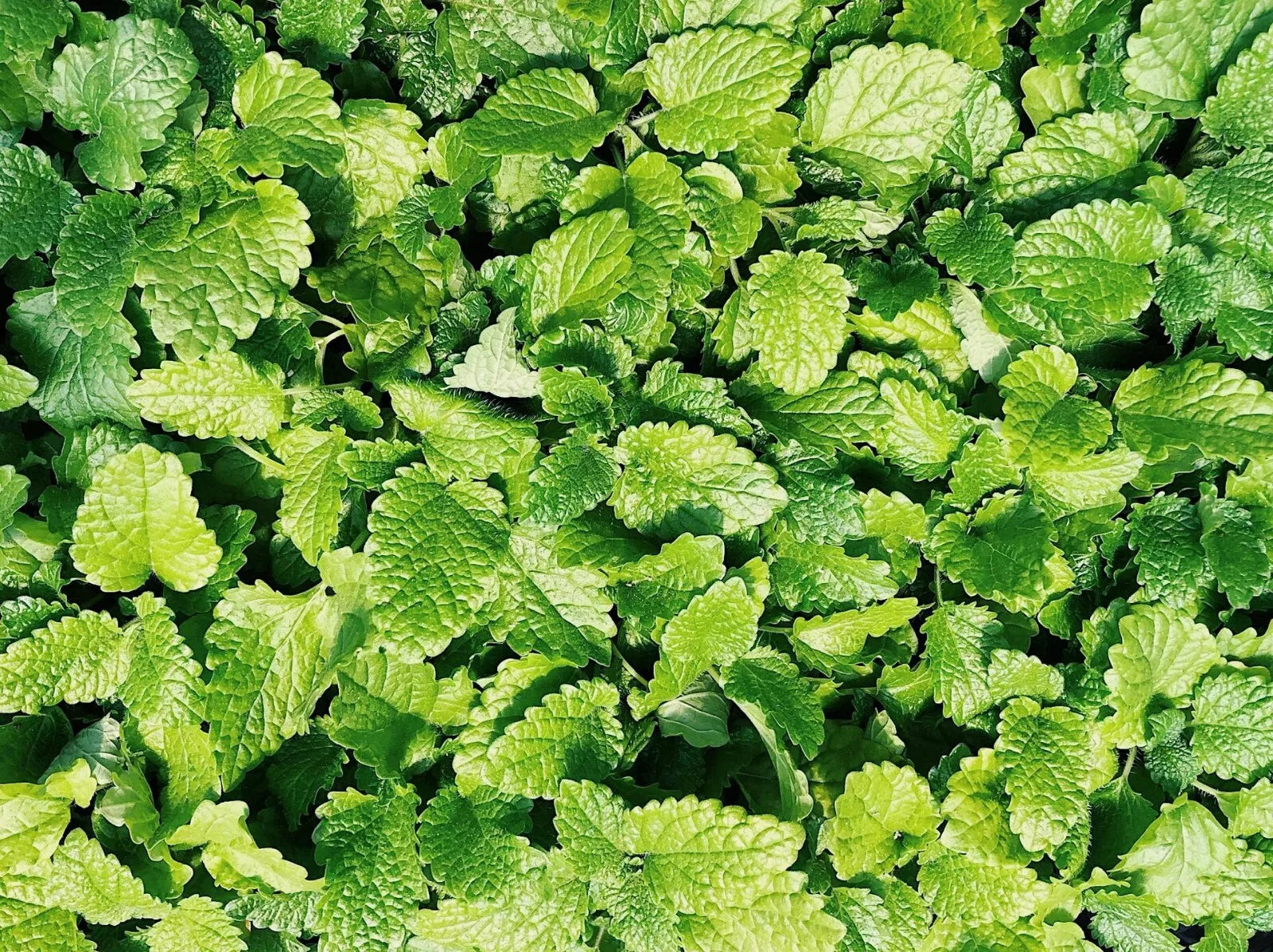 Culinary Spearmint Seeds - Mentha spicata Herb Garden Pack with 200+ Organic Seeds for Culinary & Tea Use