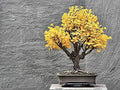 Bonsai Ginkgo Biloba Tree Seeds - 5 Pack Edible Fan-Shaped Leaves for Memory Enhancement - Ginkgo biloba