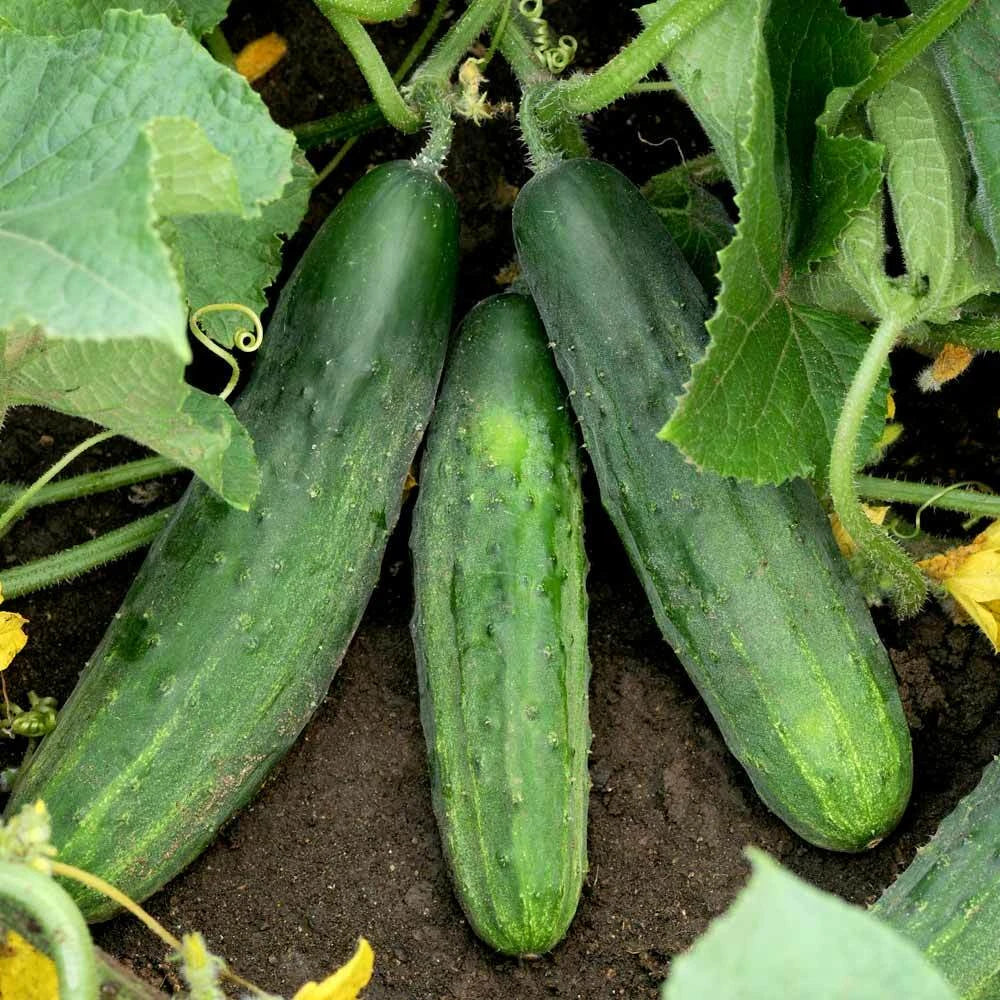 Cucumber Seeds - Spacemaster 80 Bush Variety for Small Gardens & Containers - Cucumis sativus 2025