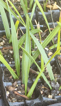 Sabal Palm Tree Sapling - Cabbage Palm, Texas Sabal, 2+ Year Old, Non-Bare Root, Landscaping, Sabal mexicana