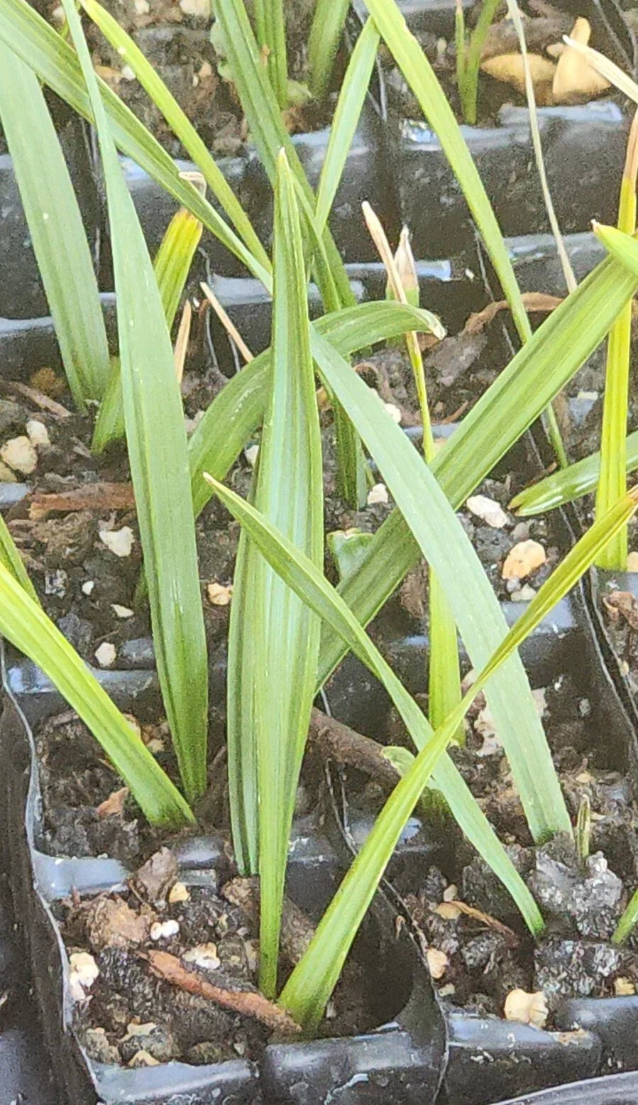 Sabal Palm Tree Sapling - Cabbage Palm, Texas Sabal, 2+ Year Old, Non-Bare Root, Landscaping, Sabal mexicana