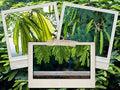 Koa Haole Tamarind Tree Seeds - 50+ Leucaena leucocephala Fast-Growing Shrub for Landscaping & Erosion Control