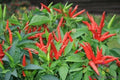 Thai Super Chili F1 Hot Pepper Seeds - 25+ Pack, Capsicum annuum, Heirloom Variety, Garden Planting, Indoor & Outdoor Growth