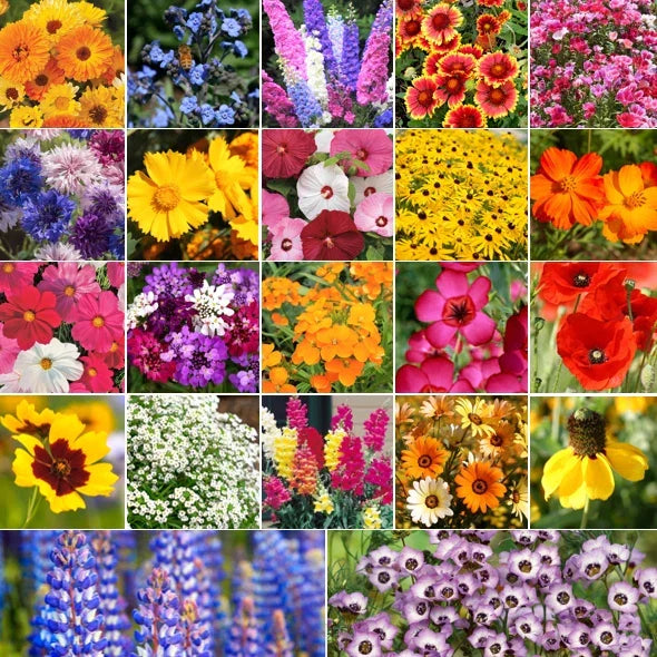 Pollinator Flower Seeds Mix - 22 Species Wildflower Seed Blend for Bees, Butterflies, Birds | Ecological Garden Seed Pack