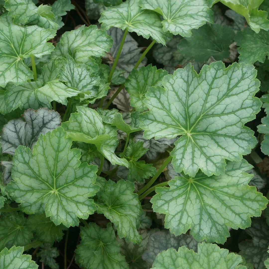 Heuchera Americana 'Dale's Strain' Coral Bells Bare Root Perennial Plant with Silver-Blue Foliage, Zone 4-7
