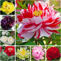 Peony Seeds 15 Pack - Mixed Colors for Garden, Container & Bonsai - Paeonia spp.