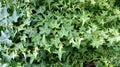 English Ivy Cuttings - 6 Inch Live Plant Propagation - Hedera helix Perennial for Indoor & Outdoor Decor