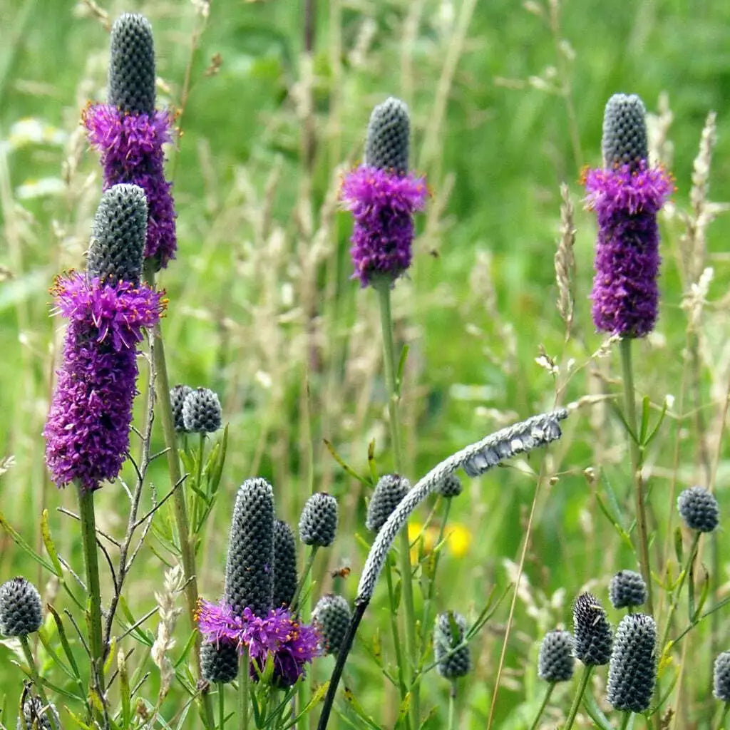 Purple Prairie Clover Seeds - Perennial Wildflower Seeds - Dalea purpurea - Native Pollinator Attractant - 250+ Seeds