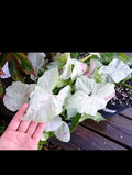 Syngonium Milk Confetti Cuttings - Indoor Plant Propagation - Variegated Syngonium podophyllum, Easy Care, Air Purifying, 2 Cuttings