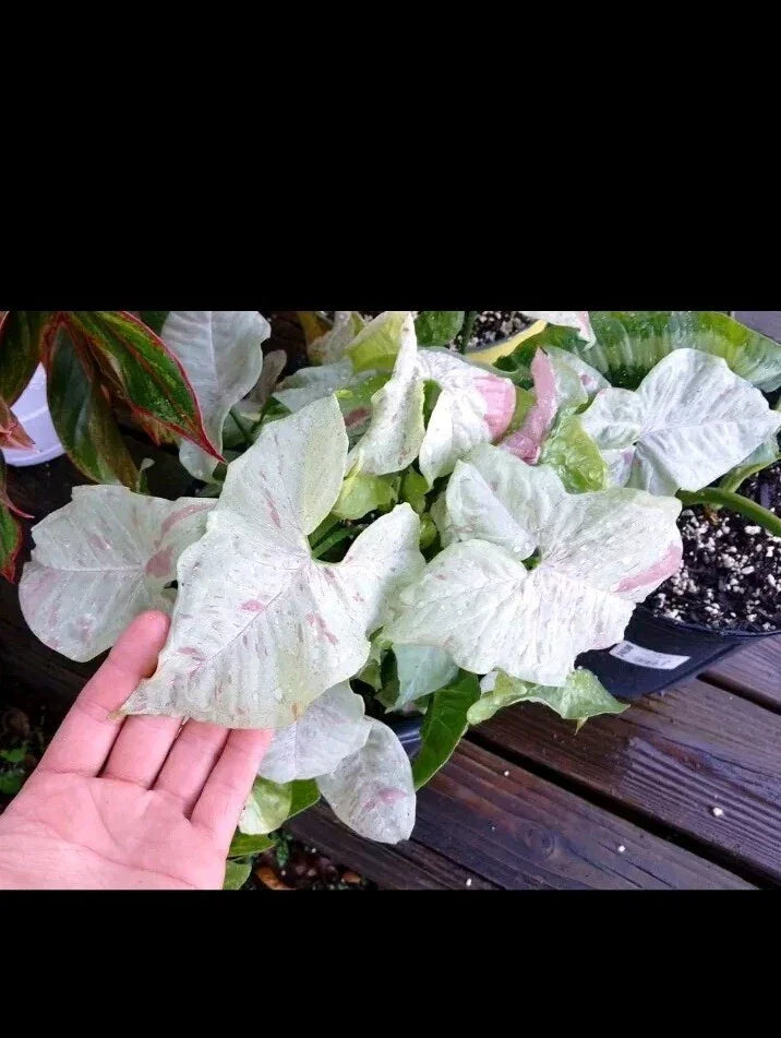 Syngonium Milk Confetti Cuttings - Indoor Plant Propagation - Variegated Syngonium podophyllum, Easy Care, Air Purifying, 2 Cuttings