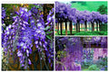 Wisteria Seeds 20+ Pack, Fast Growing Flower Vine, Hardy Wisteria sinensis, Climbing Plant for Garden & Bonsai
