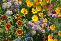 Wildflower Seed Mix - 100+ Seeds, 15 Native Species for Pollinators, Bees & Butterflies, Garden, Full Sun to Partial Shade