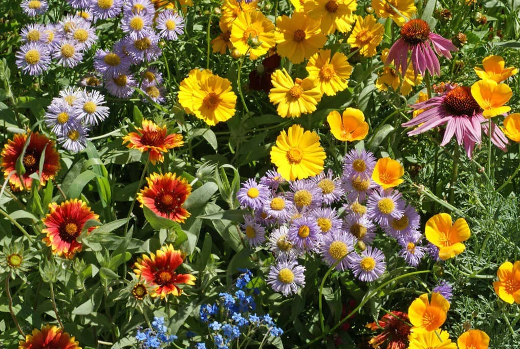 Wildflower Seed Mix - 100+ Seeds, 15 Native Species for Pollinators, Bees & Butterflies, Garden, Full Sun to Partial Shade