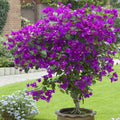 Bougainvillea Starter Plant - Small Well-Rooted Violet Bougainvillea - Bougainvillea glabra for Garden, Patio, or Pot