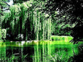 8 Weeping Willow Tree Cuttings - Golden Weeping Salix babylonica - Arching Branches for Garden Landscaping