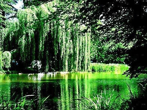8 Weeping Willow Tree Cuttings - Golden Weeping Salix babylonica - Arching Branches for Garden Landscaping