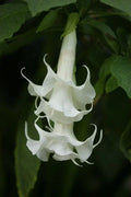 Triple White Angel Trumpet Seeds – Brugmansia Datura, Fragrant White Flowers, Garden Planting, 10 Seeds
