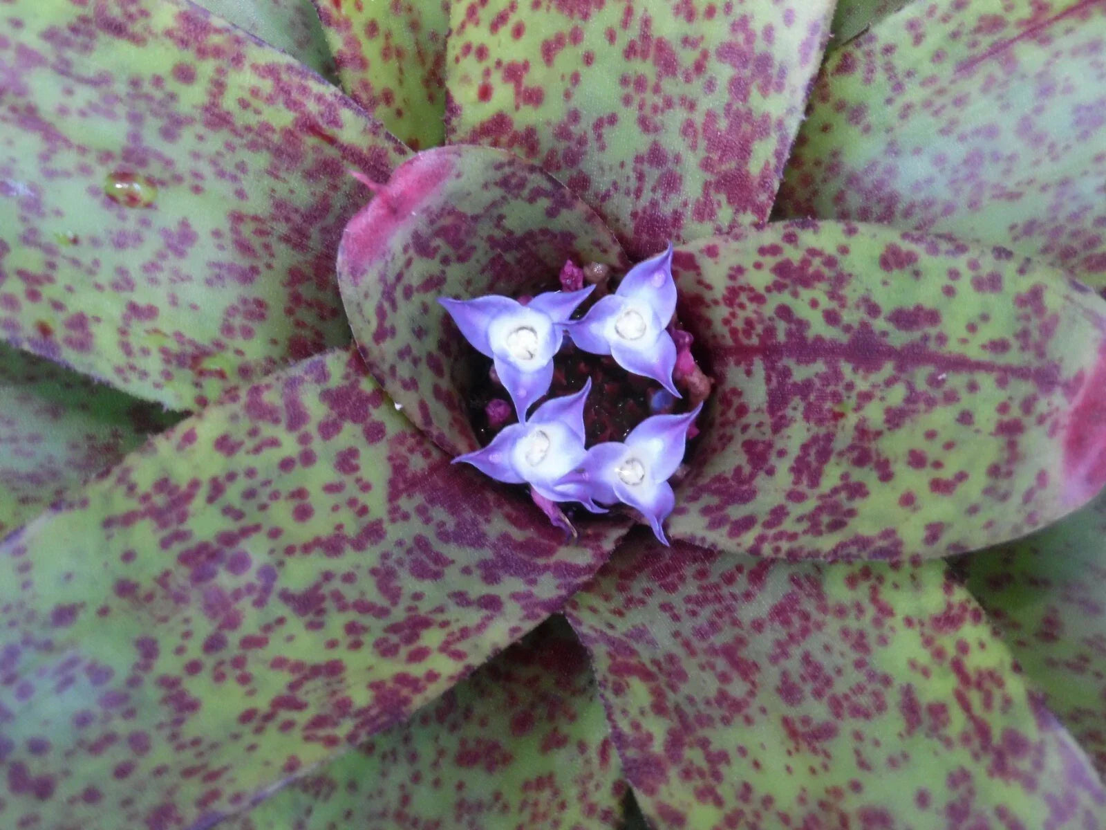 Neoregelia GUINEA Bromeliad Plant - Medium Indoor Tropical Houseplant - Vibrant Greenery for Home Decor