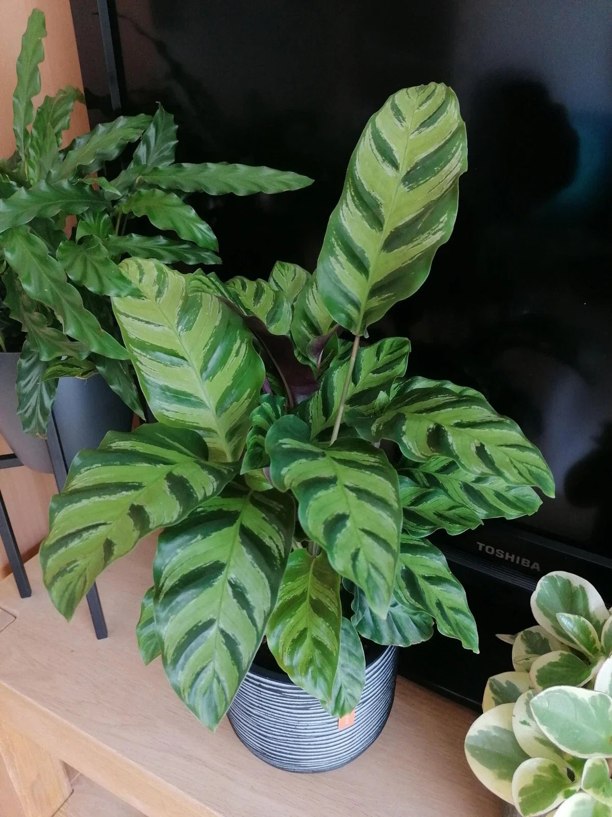 Calathea Albertii Seeds, Tropical Houseplant Seeds, Indoor & Outdoor Gardening, Unique Foliage, Calathea Albertii